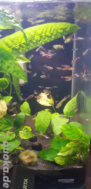 Endler Guppy Fische Aquarium Zwerg