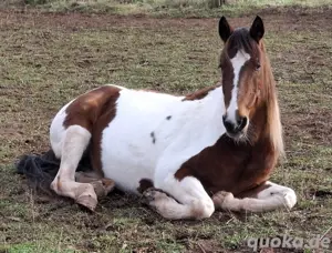 Rentnerpony  Beistellpony