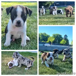 Boston Terrier Jack-Russel Mischlings Welpen vom Züchter 