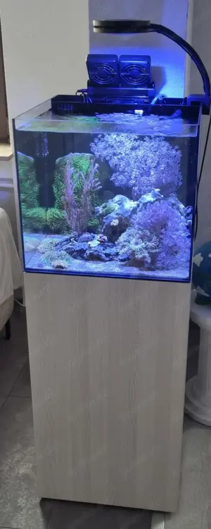 Meerwasseraquarium Waterbox Cube 20