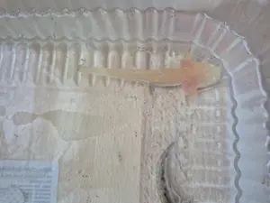 Axolotl zu verkaufen 