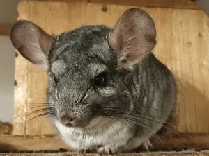 Chinchillas suchen neues Zuhause