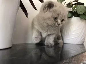 Wunderschöne Britisch Kurzhaar BKH Kitten reinrassig