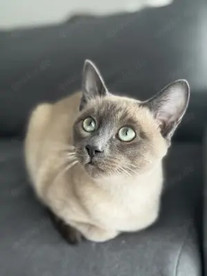 Tonkanesen-Kater (Chocolate), extrem zutraulich & verspielt, Deckkater geeignet