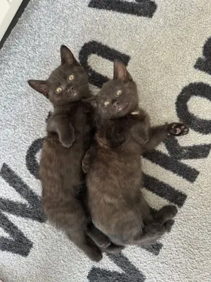 Baby Katzen Schwarz Mischling