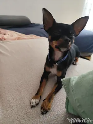 Chiuhuahua Mischling 
