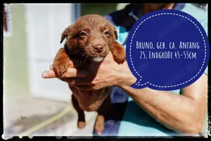 Bruno - kleiner Braunbär möchte nach Hause