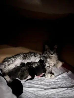 Reinrassige Maine Coon Kitten