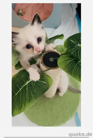 Ragdoll kitten, ein paar noch zu reservieren!!