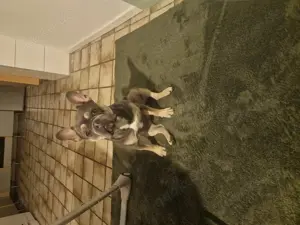 Französische Bulldogge zu verkaufen 