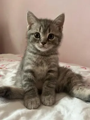 Bkh Kitten 
