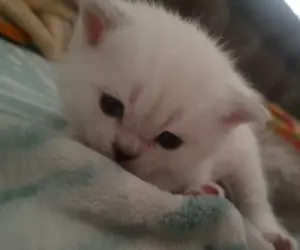 2 Britisch kurzhaar Kitten zum verkaufen 