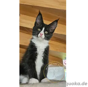 Maine Coon Kitten, TOP, majestätische Verpaarung