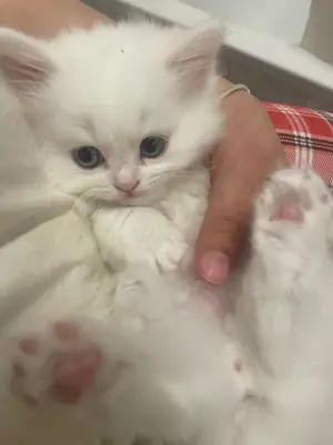 Perser kitten