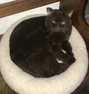 Deckkater BKH chocolade 