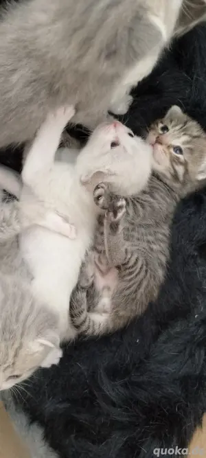 Zuhause ab mitte juli gesucht(graue katerchen reserviert)