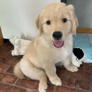 Golden Retriever***