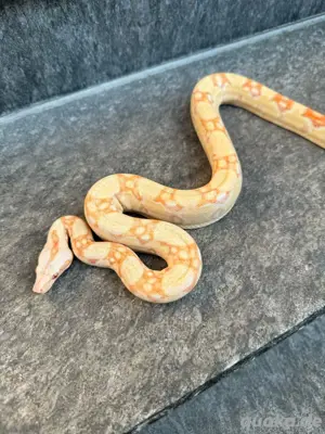1.0 Kahl Albino 66% het Leopard Boa constrictor imperator 