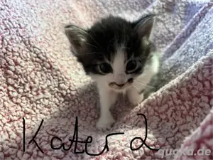Babykatzen (Maine-Coon-Mix) suchen ab dem 08.07.25 ein neues und liebevolles Zuhause. 