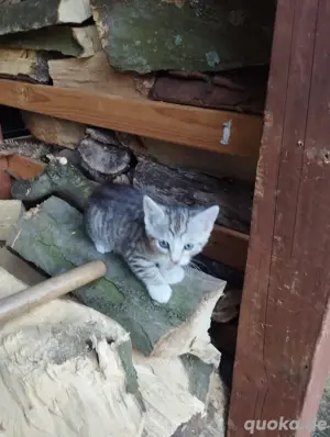 Katzenbabys Kitten Babykatzen 