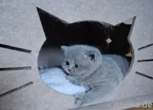 BKH Kitten