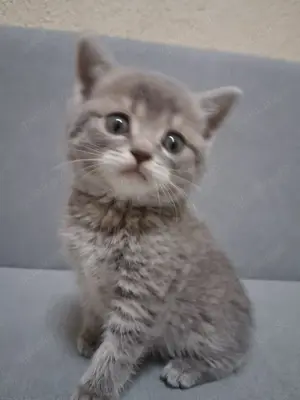 Kitten bkh Jungs und Mädels