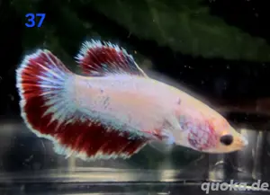 Einige Kampffisch Weibchen Betta splendens 