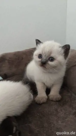 BKH Kitten Kätzchen Point Reinrassig