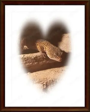 AUFGEPASST Reptilien - Liebhaber &. -Liebhaberin CHEF &.SUKIE suchen ein Tierliebes - Zuhause