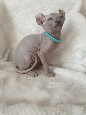 Kanadische Sphynx  Elf Kitten mit Tasthaaren Bild 2