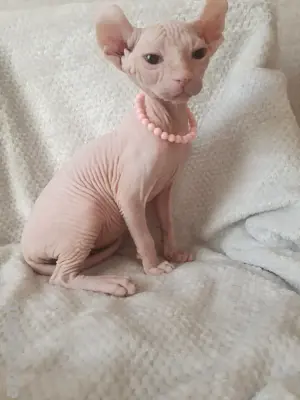 Kanadische Sphynx  Elf Kitten mit Tasthaaren Bild 3