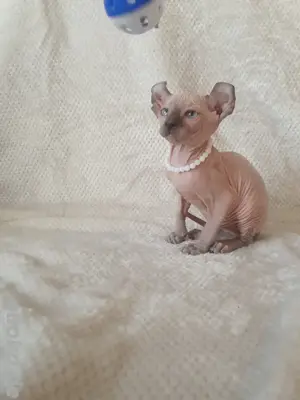 Kanadische Sphynx  Elf Kitten mit Tasthaaren
