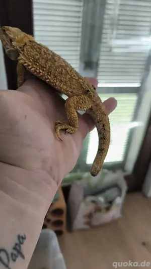 Bartagame Bock 