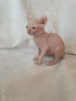 Kanadische Sphynx  Elf Kitten mit Tasthaaren Bild 4