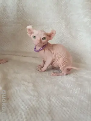 Kanadische Sphynx  Elf Kitten mit Tasthaaren Bild 5