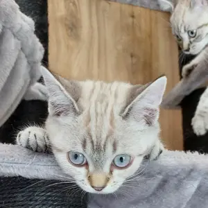 Reinrassige, einzigartige BKH Kitten Classic Tabby Colorpoint