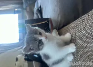 bkh mix kitte 