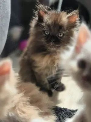 Perser Maine Coon Kitten