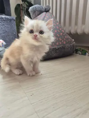 Perser Maine Coon Kater sucht Zuhause