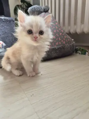 Perser Maine Coon Kater sucht Zuhause