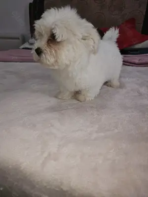 Bichon Malteser-Welpe sucht liebevolles Zuhause