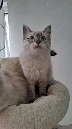 Weiblich neva masquarade sibirische katze mit Stammbaum 