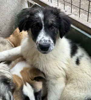  Floria, geb. ca. 01 2025, lebt in GRIECHENLAND, im städt. Tierheim Serres Bild 5