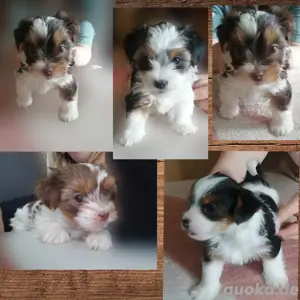 Wunderschöne und aufgeweckteWelpen 