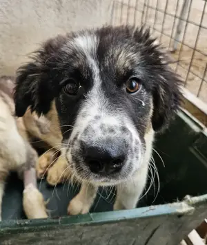  Floria, geb. ca. 01 2025, lebt in GRIECHENLAND, im städt. Tierheim Serres Bild 9