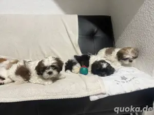 Shih Tzu-Welpen zur Adoption