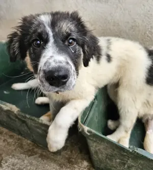  Floria, geb. ca. 01 2025, lebt in GRIECHENLAND, im städt. Tierheim Serres Bild 8