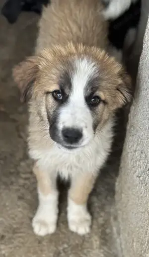 Zarina, geb. ca. 01 2025, lebt in GRIECHENLAND, im städt. Tierheim Serres Bild 2
