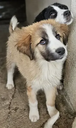 Zarina, geb. ca. 01 2025, lebt in GRIECHENLAND, im städt. Tierheim Serres Bild 10