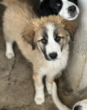 Zarina, geb. ca. 01 2025, lebt in GRIECHENLAND, im städt. Tierheim Serres Bild 3